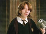 Wallpaper Ron Weasley Pig